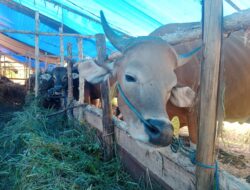 Jelang Idul Adha Kualitas Ternak Harus Diperhatikan.