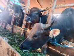 Palangka Raya Masuk Zona Merah PMK, Tercatat 113 Kasus, 9 Ekor Sembuh.