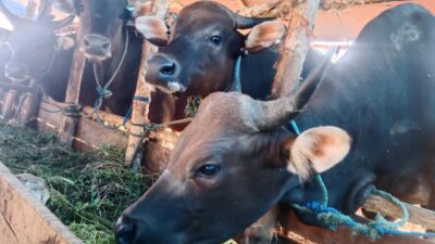 Palangka Raya Masuk Zona Merah PMK, Tercatat 113 Kasus, 9 Ekor Sembuh.