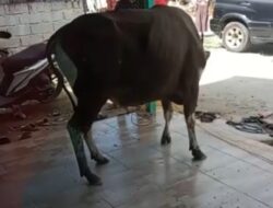 Sapi Terlepas Saat Akan Dipotong