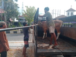 PWI Kotim Terima Bantuan 1 Ekor Sapi Kurban