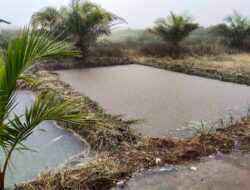 Mau Apa Setelah Food Estate itu Gagal ?