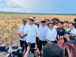 Jokowi Pastikan Program Food Estate Keerom Berkembang Baik
