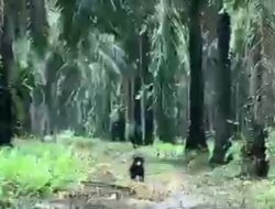 Beruang Muncul di Lahan Sawit Kecamatan MHU, Ini Tindakan BKSDA  Pos Sampit