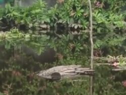 Lagi, Seekor Buaya Muncul di Sungai Mentawa Kota Sampit