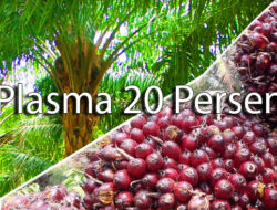 Legislator Dukung Pernyataan Gubernur Kalteng Cabut Ijin PBS Tak Realisasikan Plasma