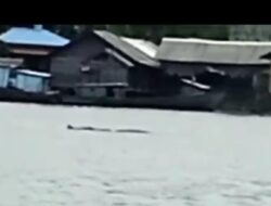Dalam 4 Hari, BKSDA Pos Sampit Terima 3 Laporan Kemunculan Buaya