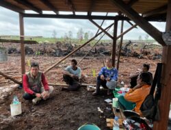 Orangutan Muncul  di Lahan Petani, Ini yang Ditemukan Petugas di Lokasi