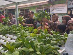 SDN 6 Ketapang  Sukses Panen Pakcoy Hidroponik di Sekolah