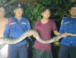 Disdamkarmat Kotim Imbau Warga Waspada Ular Saat Musim Hujan
