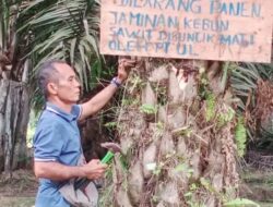 PT UL Dituding Suntik Mati Sawit Warga