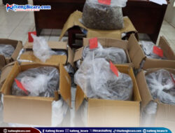 Gagalkan Pengiriman 233 Kg Sisik Trenggiling, Polres Lamandau Tangkap 3 Tersangka