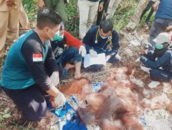 BKSDA Kalteng Berhasil Lakukan Penyelamatan Orangutan di Desa Seragam Jaya Kecamatan Seranau