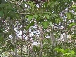 Seekor Orangutan Terpantau Berada di Desa Seragam Jaya Kecamatan Seranau Kotim, Ini Tindakan BKSDA Pos Sampit