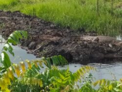 Seekor Buaya Berada Areal Persawahan dan Perkebunan Warga di Desa Basirih Hilir