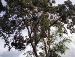 Lagi Orangutan Muncul Lagi di Seranau, Kali Ini di Desa Batuah