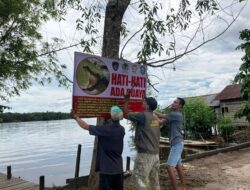 Sepanjang 4 Meter, Buaya Muara Yang Terekam Video Warga di MHU Kotim