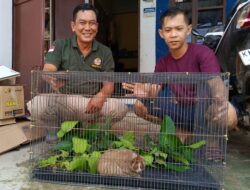 BKSDA Resort Sampit Terima Seekor Kukang dari Warga