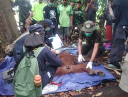 Lagi Seekor Orangutan Dievakuasi dari Desa Baung Kabupaten Seruyan