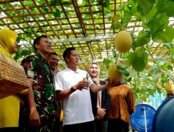 Pj Bupati dan Unsur FKPD Panen Buah Melon di Lahan Kodim 1013 