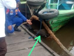 Geger! Pria Ini Mayatnya Mengapung di Pelabuhan  Susur Sungai Mentaya