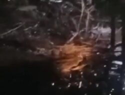 BKSDA Resort Sampit  Telusuri Info Buaya Besar  Santap Ular Diduga di Bagendang Permai