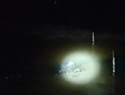 Astaga, Seekor Buaya Sapit Terekam Kamera Warga di Pulau Hanaut Kotim