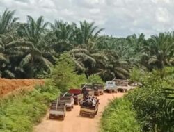 Waduh! Penjarahan Kebun Sawit di Kotim Semakin Menjadi-jadi