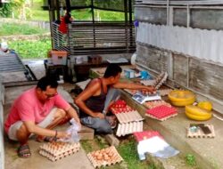 UPT Balai Pembibitan Ternak Distan Kembangkan Usaha Ternak Ayam Ras Petelur