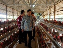 Pj Bupati Tinjau Peternakan Ayam Petelur Perusda Batara Membangun