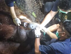 Seekor Orangutan Berbobot 82,6 Kg Berhasil Dievakuasi BKSDA