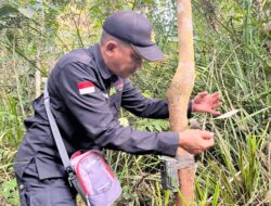 BKSDA Resort Sampit Cek Kamera Trap di Pulau Hanibung, Ini Penampakan Isinya