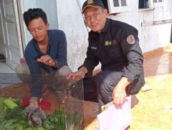 Seekor Kukang Diserahkan ke BKSDA Resort Sampit, Begini Kondisinya