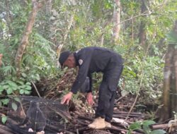Tergeletak di Tepi Jalan, Seekor Lutung Diamankan dan Diserahkan ke BKSDA Resort Sampit