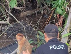 Seekor Bekantan Masuk Asrama Putri Ponpes, Ditangkap Lalu Dilepaskan di Mentaya Seberang