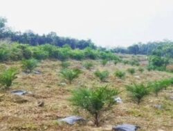 PT HAL Gugat Damang Tualan Hulu dan Yanto Cs.