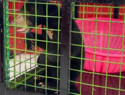 Horee!! Beruang Madu yang Serang Ternak Warga di Sampit Berhasil Ditangkap