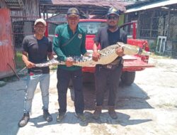 Terjerat Jaring Warga, Seekor Buaya Buaya 1,5 Meter Diamankan BKSDA Resort Sampit