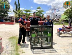 Seekor Owa-owa Diserahkan Warga ke Petugas, Kini Diamankan BKSDA Resort Sampit