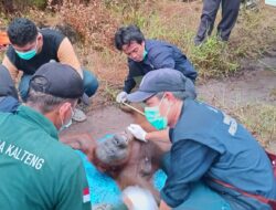 Dua Ekor Orangutan Berhasil Dievakuasi Petugas  di Desa Bagendang Hilir