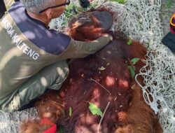 Seekor Orangutan Kembali Dievakuasi, Kali  Ini Diselamatkan di Desa Ganepo