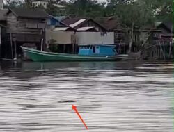 Lagi Musim Kawin, Buaya Besar Muncul di Perairan Sungai Mentaya