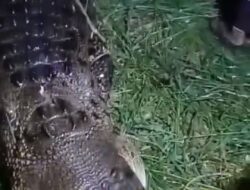 Ngeri!! Warga Desa Parebok  Tewas Disambar Buaya Saat Mandi di Sungai