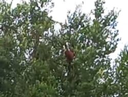 Orangutan Rusak Kebun, Warga Bagendang Lapor ke BKSDA Resort Sampit