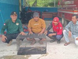 Sempat Terlepas,Seekor Anak Buaya Muara Diserahkan  Warga ke BKSDA Resort Sampit