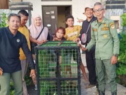 Dua Ekor Anak Owa-owa Diserahkan Warga ke BKSDA Sampit