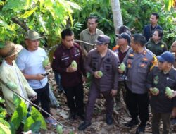 Gubernur Kalteng Kunjungi Petani Kakao di Laung Tuhup, Janjikan Bantuan Pupuk Untuk Tingkatkan Produktivitas