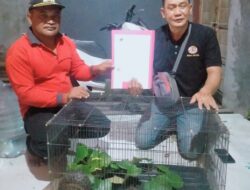 Kepala Desa Batuah Serahkan Seekor Anak Trenggiling kepada BKSDA Resort Sampit