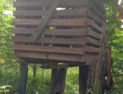Warga Desa Baung Kabupaten Seruyan akan Serahkan Seekor Anak Orangutan ke BKSDA