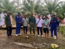 Seekor Buaya Muara Berhasil Terjerat di  Desa Mekarti Jaya Kecamatan Pulau Hanaut, Saat Ini Sudah Dievakuasi BKSDA Sampit